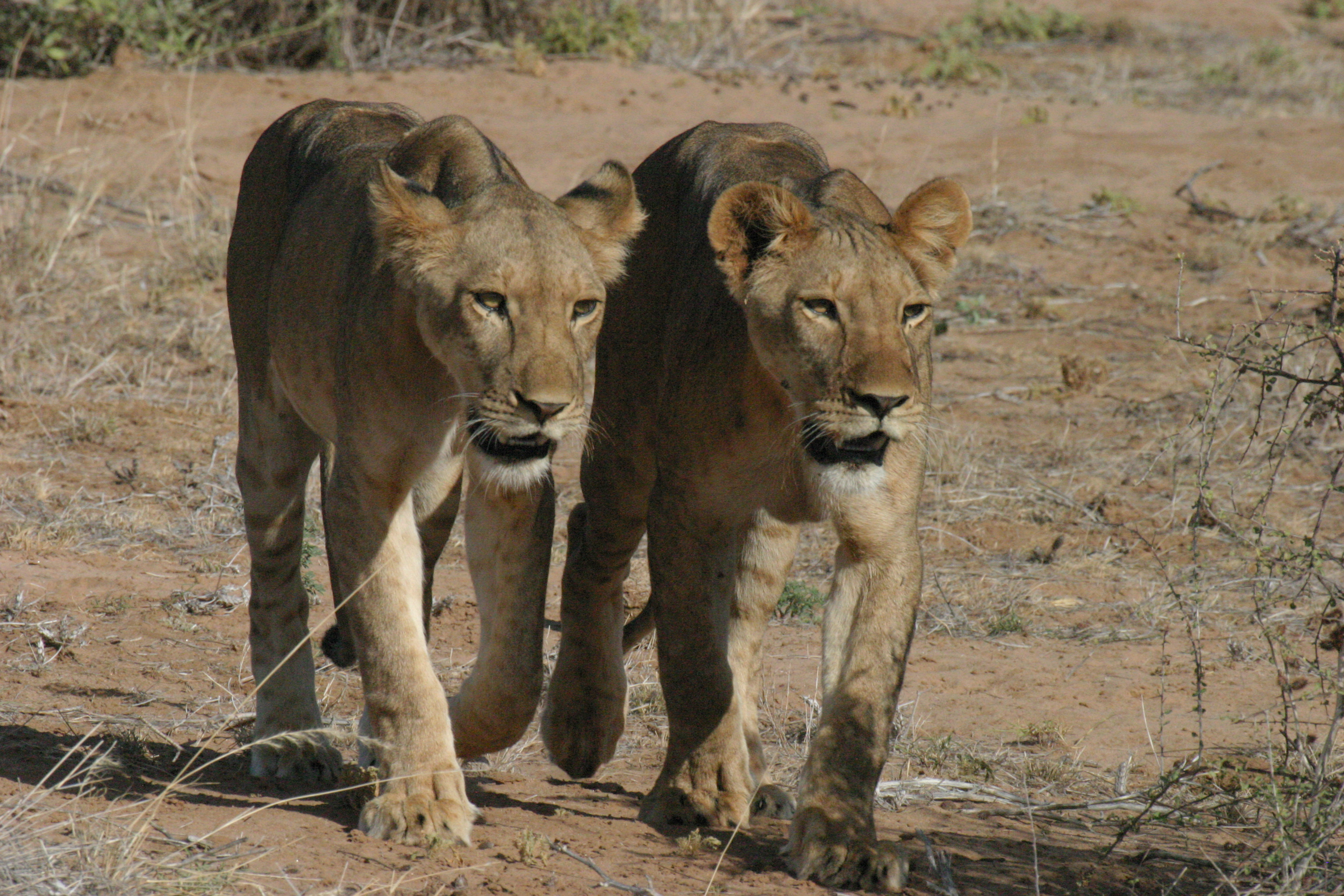 Lion pair